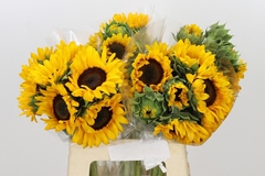 Helianthus Orange Fire 60cm