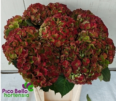 Hydrangea My Beautiful Rio Classic 80cm 19-21cm Hd