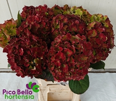 Hydrangea My Beautiful Rio Classic 60cm 16-18cm Hd