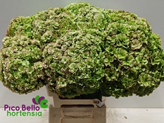 Hydrangea Royal Highness Classic 60cm 18-20cm Hd