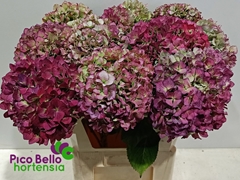 Hydrangea Royal Benefit Classic 80cm 20-22cm Hd
