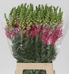 Antirrhinum Potomac Cherry Pink 70cm