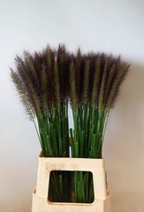 Pennisetum Redhead 65cm