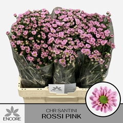 Chrysanth Santini Rossi Pink 55cm 26gr.