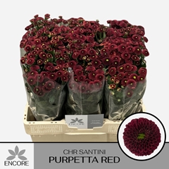 Chrysanth Santini Purpetta Red 55cm 30gr.