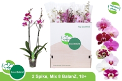 Phalaenopsis Mix 8 Colours 12Ø 75cm 2st