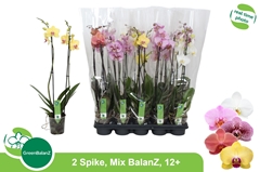 Phalaenopsis Mix 5 Colours 12Ø 65cm 2st