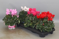 Cyclamen Super Serie Xl 13Ø 30cm