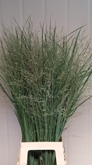 Panicum Dallas Blues 95cm