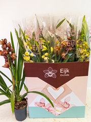Cymbidium Mixed 14Ø 80cm 1st