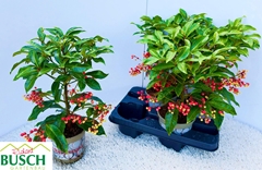 Ardisia Crenata 14Ø 40cm