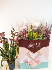 Cymbidium Mixed 14Ø 80cm 5st