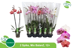 Phalaenopsis Mix 5 Colours 12Ø 65cm 2st