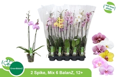 Phalaenopsis Mix 6 Colours 12Ø 75cm 2st