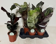 Calathea Mix 17Ø 50cm