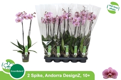 Phalaenopsis Andorra 12Ø 65cm 2st