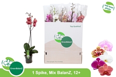 Phalaenopsis Mix 12Ø 75cm 1st
