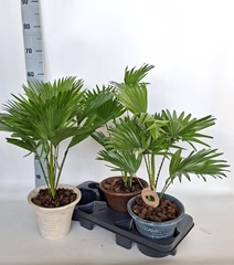 Livistona Rotundifolia 19Ø 50cm