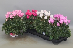 Cyclamen Super Serie Xl 13Ø 30cm