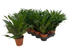 Dracaena Compacta 9Ø 35cm