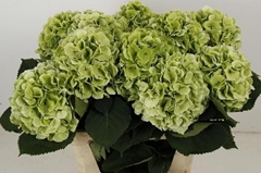 Hydrangea Verena Blue Classic 80cm 18-20cm Hd