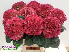 Hydrangea My Beautiful Vienna Classic 90cm 22-24cm Hd