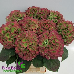 Hydrangea Verena Classic 80cm 20-22cm Hd