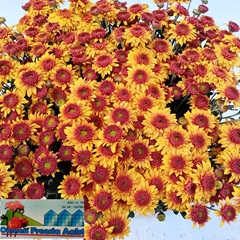 Chrysanth Spray Beppie Bronze 75cm 65gr.
