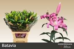Lily Oriental Batavia 100cm 4+