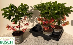 Ardisia Crenata 14Ø 40cm