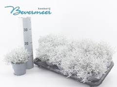 Leucophyta Brownii 12Ø 20cm