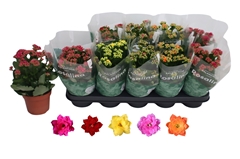 Kalanchoe Double Rosaline Mix 12Ø 27cm
