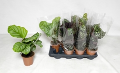Calathea Mix 14Ø 45cm