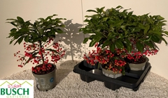 Ardisia Crenata 14Ø 40cm