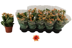 Kalanchoe Double Rosalina Feliz Bicolor 12Ø 27cm