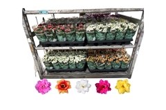 Kalanchoe Double Rosalina Mix 12Ø 27cm