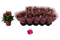 Kalanchoe Double Rosalina Don Victorio 12Ø 27cm