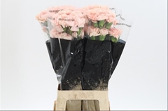 Dianthus Single Noviado 65cm