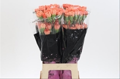 Dianthus Single Hermes Orange 65cm