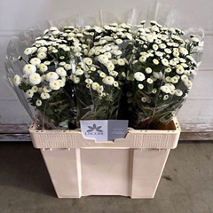 Chrysanth Santini Pizarro 50cm 28gr.