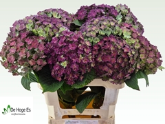 Hydrangea Beautensia Luxor Classic 60cm 18-20cm Hd