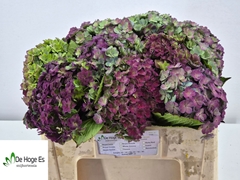 Hydrangea Beautensia Luxor Classic 50cm 16-18cm Hd