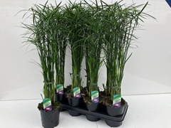 Cyperus Gracilis 14Ø 70cm