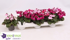 Cyclamen Super Serie Pettico 9Ø 18cm