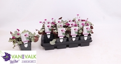Cyclamen Coum 9Ø 15cm