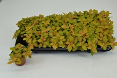 Fittonia Mosaic Skeleton 8Ø 12cm