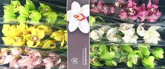 Cymbidium Mix 80cm