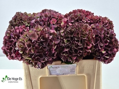 Hydrangea Rubyred 50cm 16-18cm Hd
