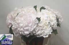 Hydrangea Sweet Verena 60cm 18-20cm Hd