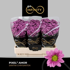 Chrysanth Santini Pixel Amor 55cm 40gr.